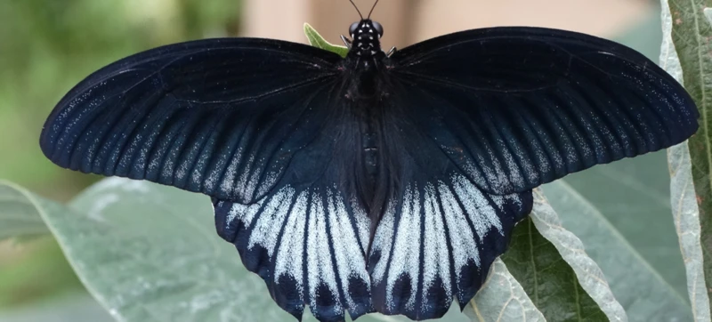 ¿Qué Simbolizan Las Mariposas Negras?