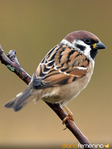 ¿Qué Simbolizan Las Palomas En Los Sueños? 