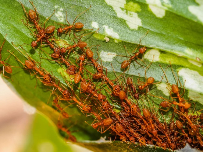 ¿Qué Son Las Hormigas Rojas?