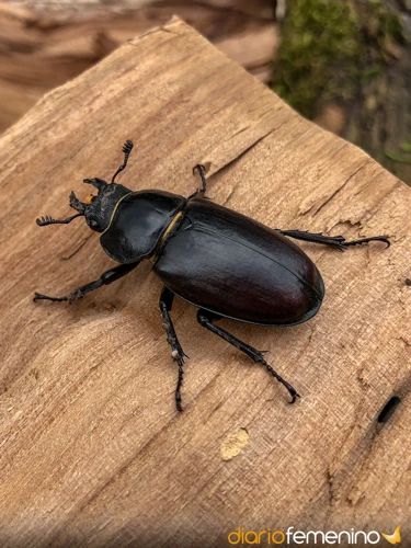 ¿Qué Son Los Escarabajos Gigantes?