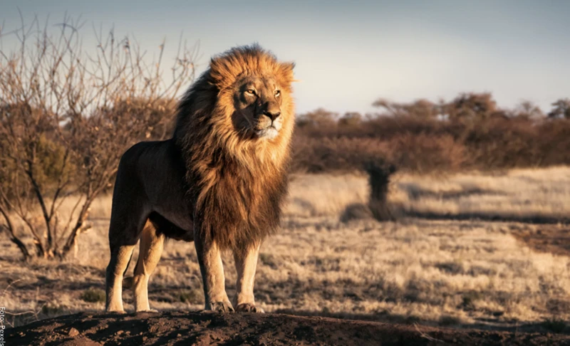 Significado De Los Sueños Con Leones