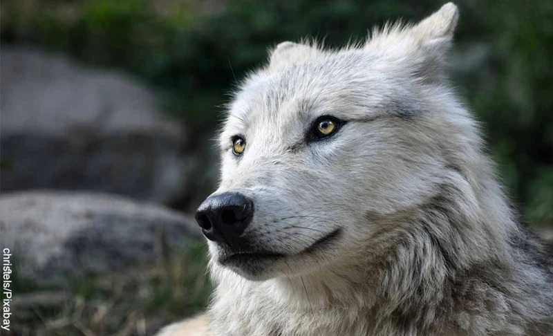 Significado De Los Sueños Con Lobos Blancos