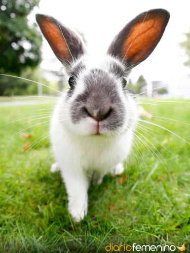 Significado De Soñar Con Conejos Bebés