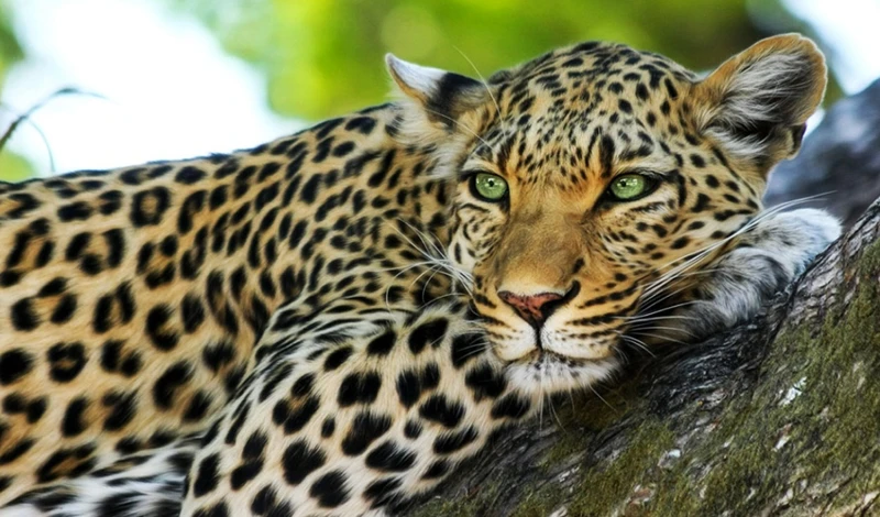 Significado De Soñar Con La Caza De Un Jaguar