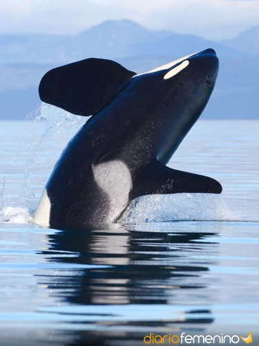 Simbolismo De Las Ballenas En Los Sueños