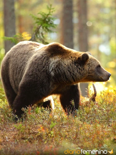 Simbolismo Del Oso Que Habla