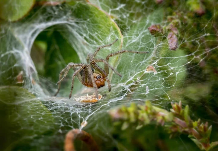 Soñar Con Matar Una Araña