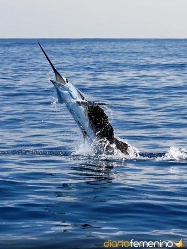 Tipos De Peces Y Su Significado En Los Sueños