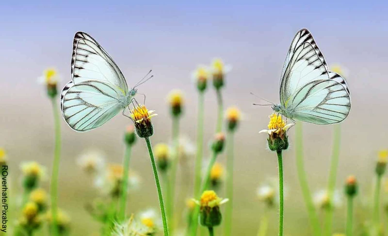 Tips Para Interpretar Tus Sueños Con Mariposas